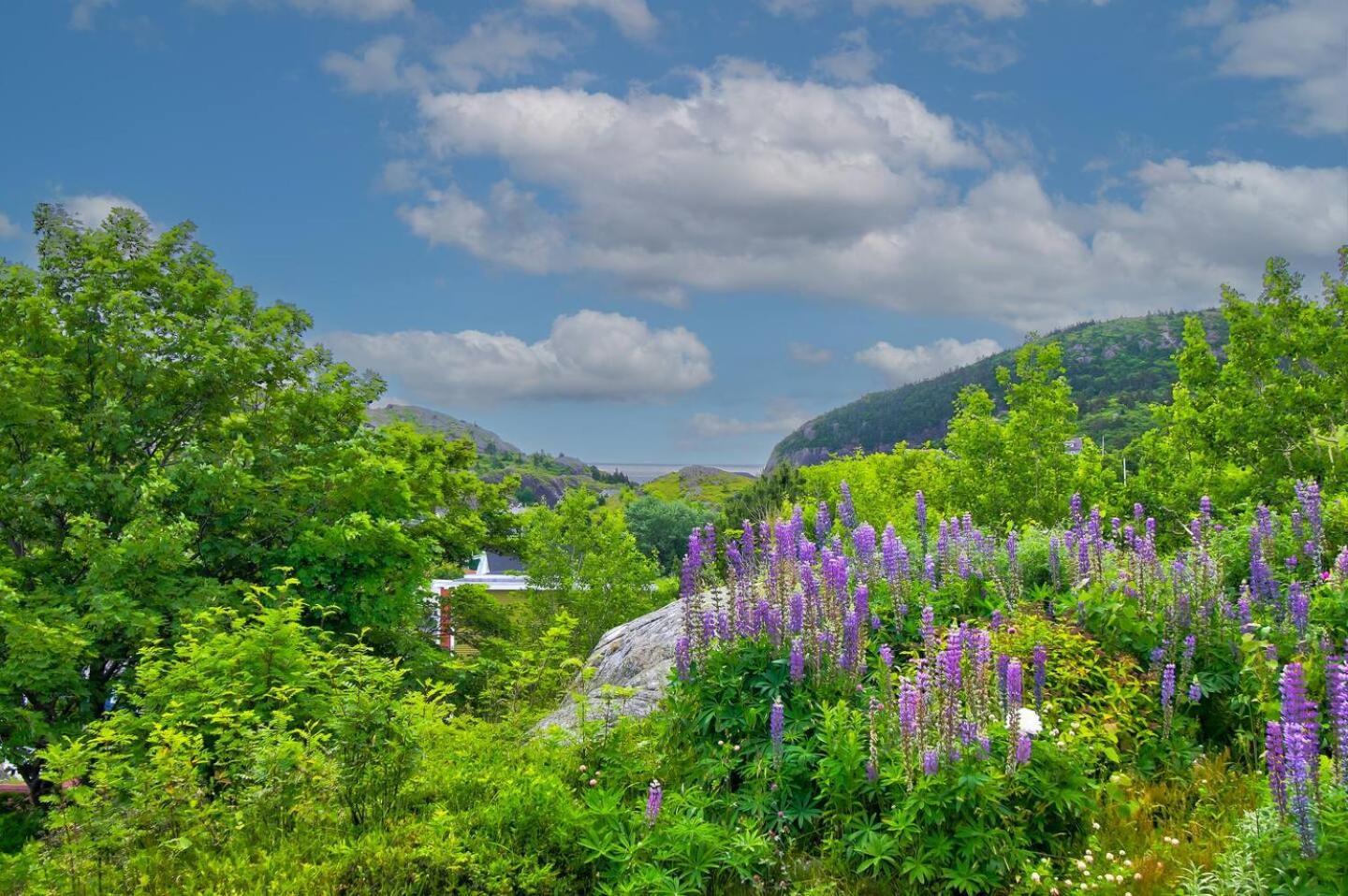 Villa The Vista At Quidi Vidi - Stunning Views & Trails St. John's Exterior foto